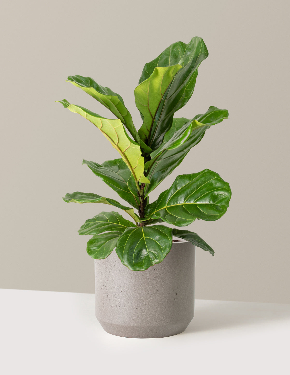 Fiddle Leaf Fig Bush