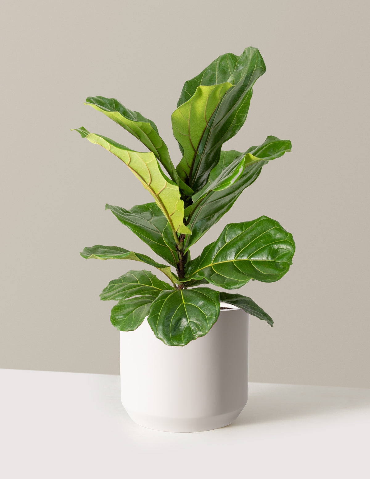Fiddle Leaf Fig Bush