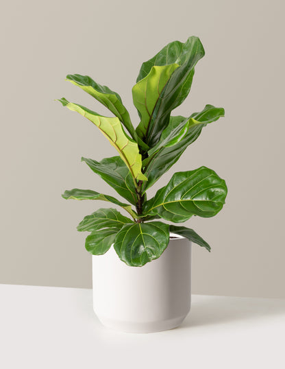 Fiddle Leaf Fig Bush
