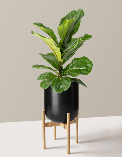 Fiddle Leaf Fig Bush