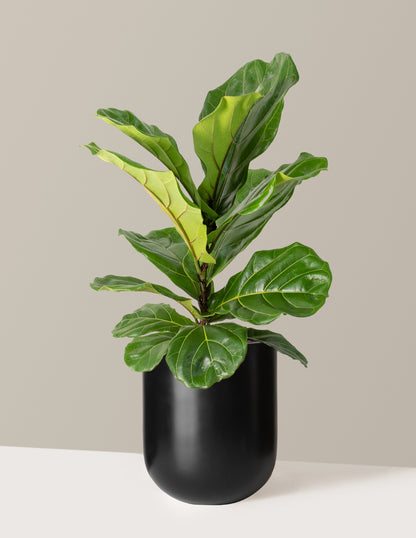 fiddle leaf fig on porch Fiddle Leaf Fig Bush | Trendy Houseplants