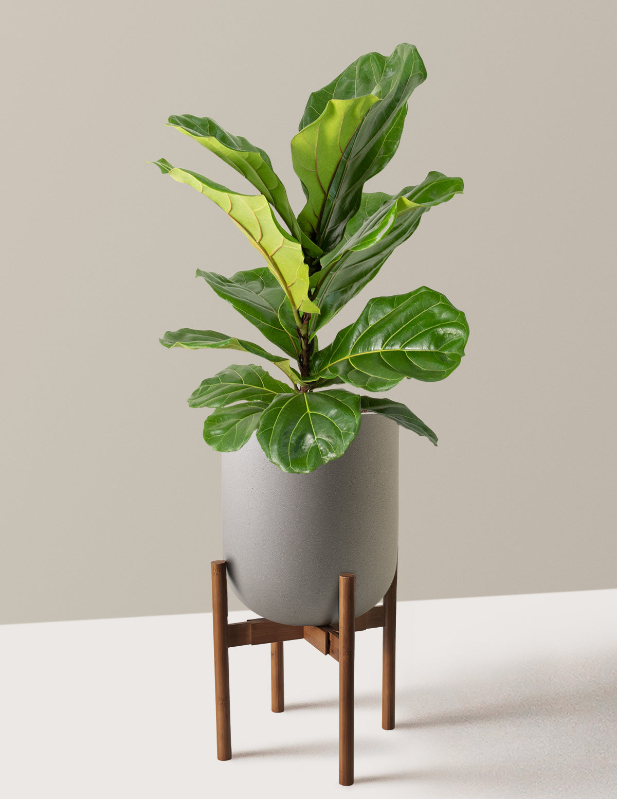 Fiddle Leaf Fig Bush