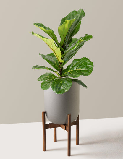 Fiddle Leaf Fig Bush