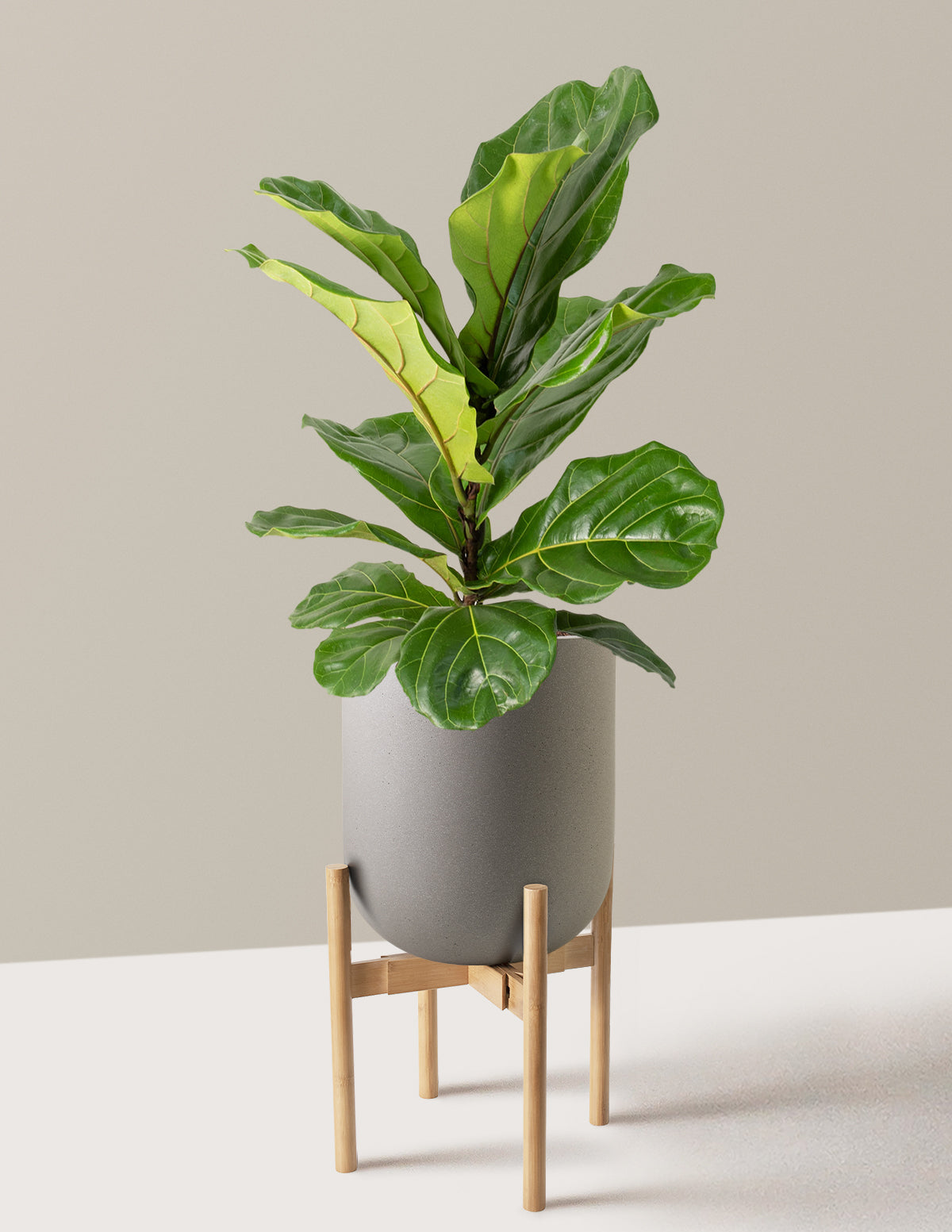 orchid soil for fiddle leaf fig The Sill Large Fiddle Leaf Fig Bush Houseplants in Green