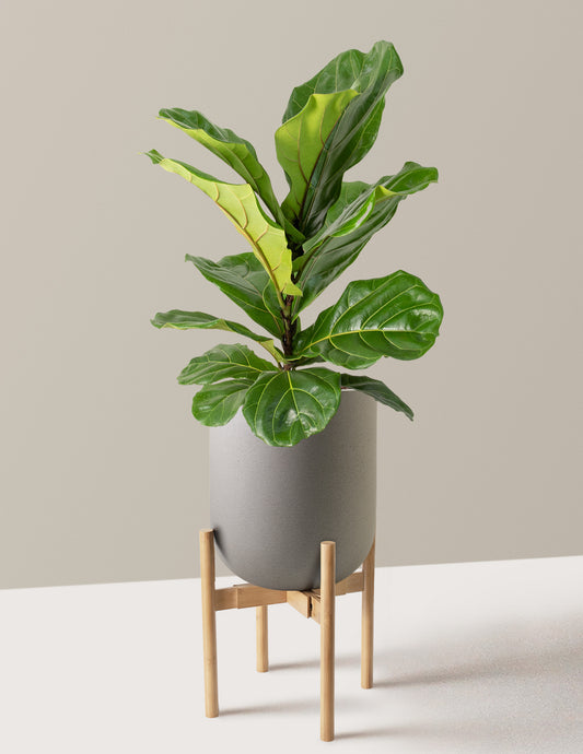 Fiddle Leaf Fig Bush