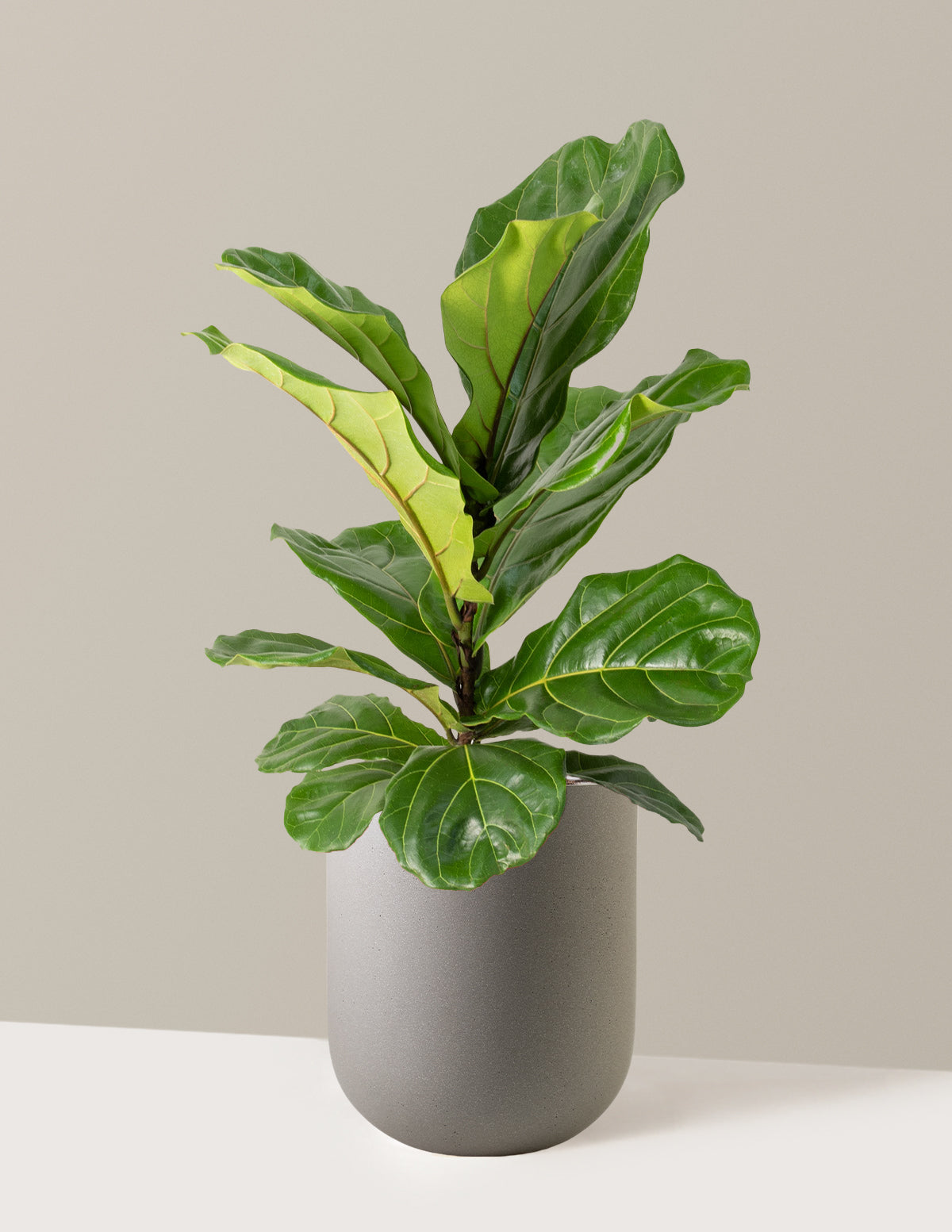 Fiddle Leaf Fig Bush