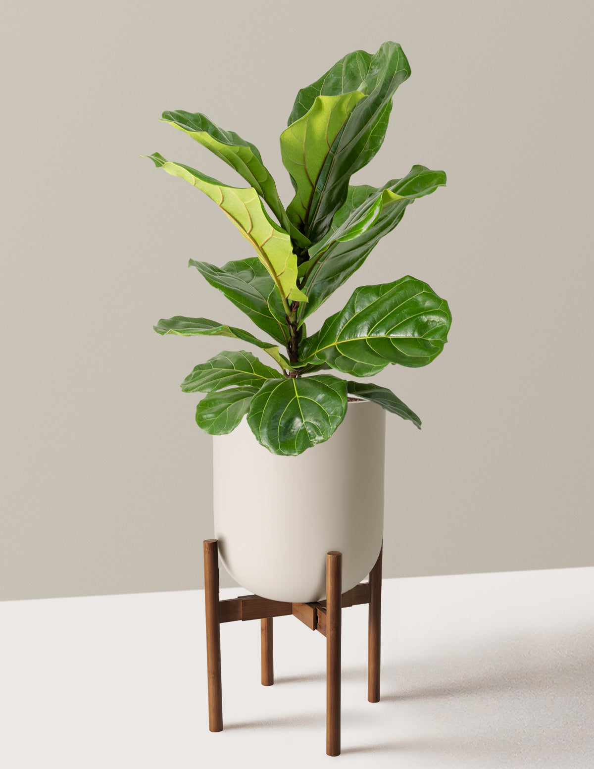 Fiddle Leaf Fig Bush
