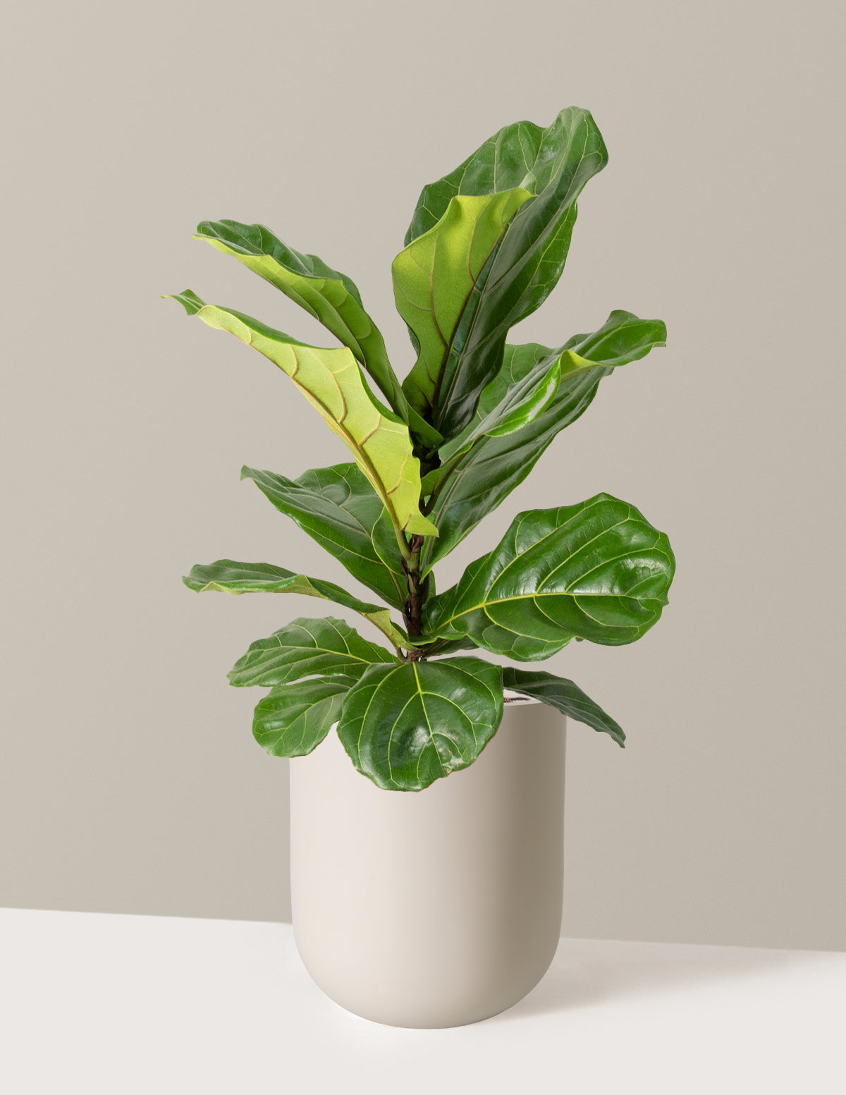 Fiddle Leaf Fig Bush