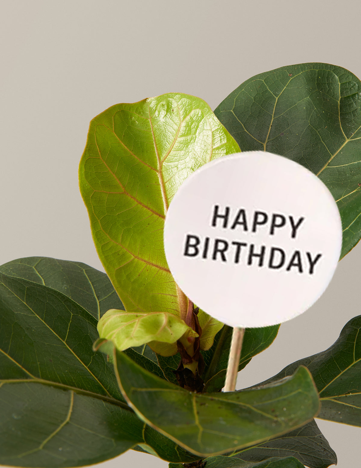the sill fiddle leaf fig Fiddle Leaf Fig Bush Birthday Bundle | Trendy Houseplants