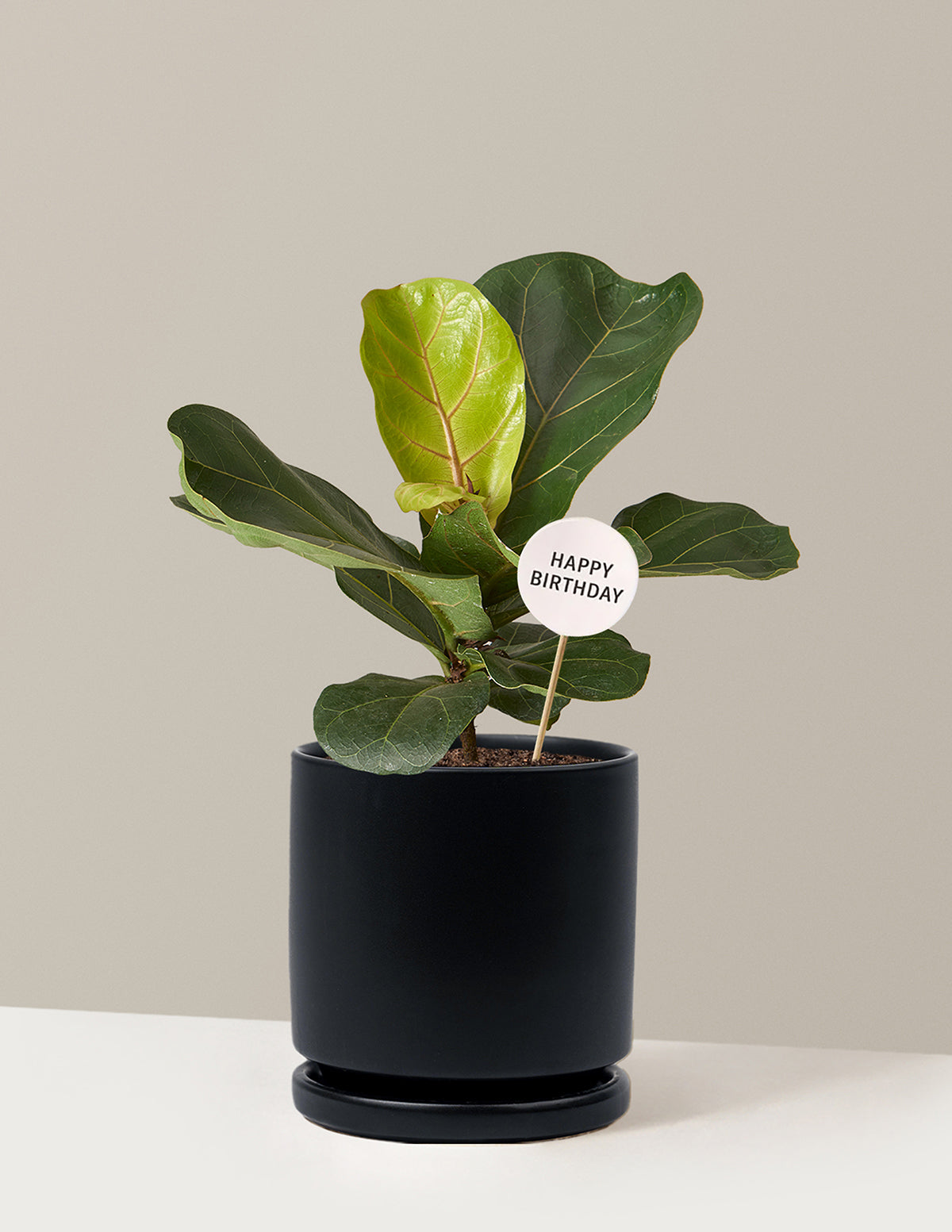 Happy Birthday Fiddle Leaf Fig Bush
