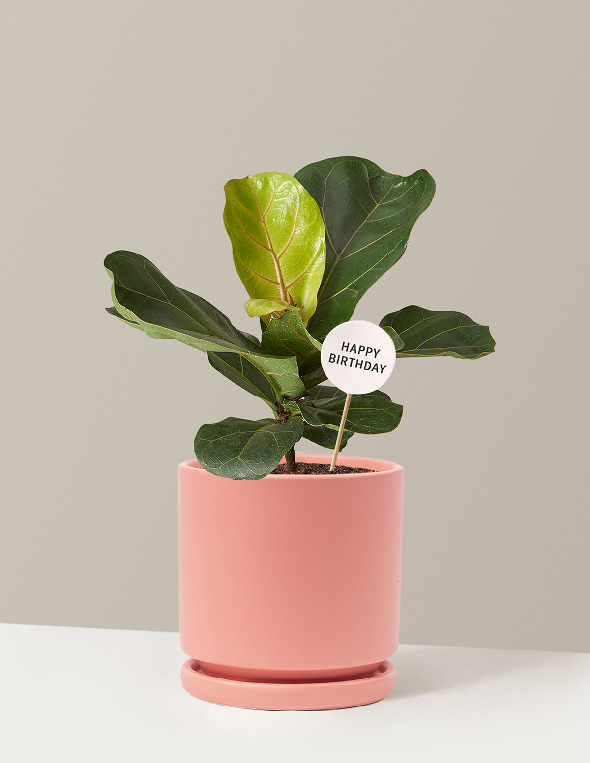 Happy Birthday Fiddle Leaf Fig Bush