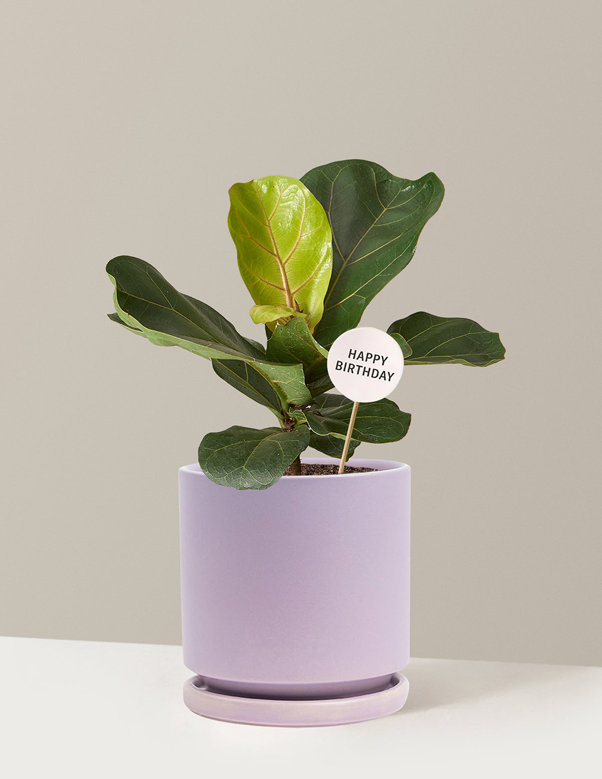are self watering pots good for fiddle leaf figs Fiddle Leaf Fig Bush Birthday Bundle | Trendy Houseplants