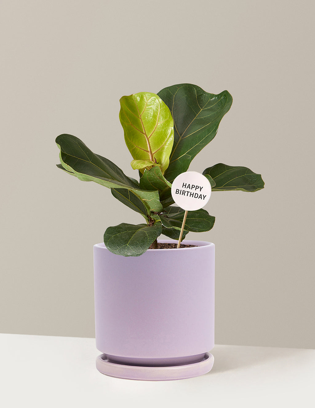 Happy Birthday Fiddle Leaf Fig Bush