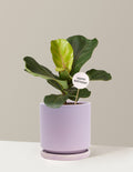 Happy Birthday Fiddle Leaf Fig Bush