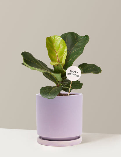 fiddle leaf fig purple leaves Fiddle Leaf Fig Bush Birthday Bundle | Trendy Houseplants