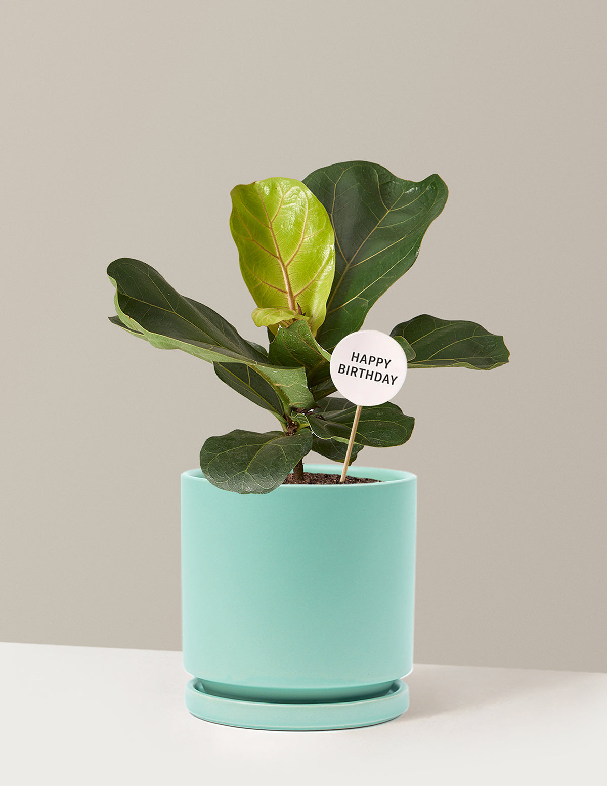 self watering planter fiddle leaf fig Fiddle Leaf Fig Bush Birthday Bundle | Trendy Houseplants