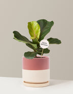 Happy Birthday Fiddle Leaf Fig Bush