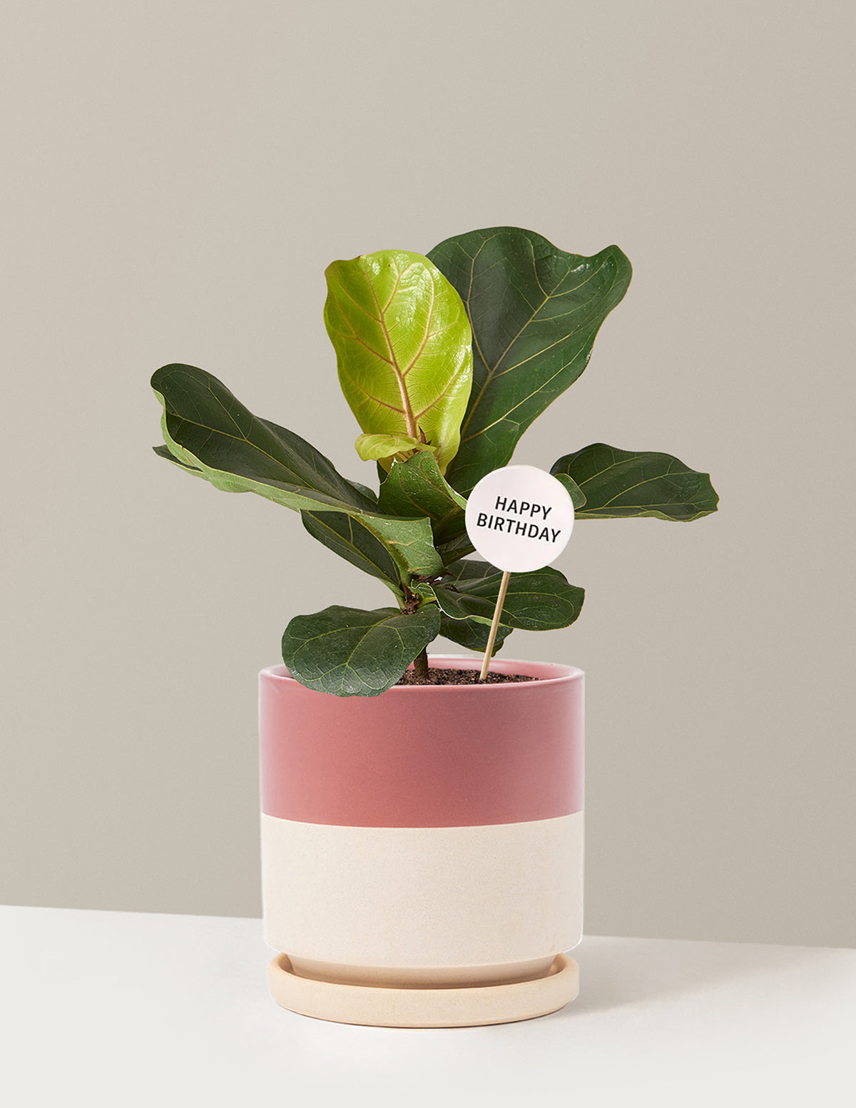 Happy Birthday Fiddle Leaf Fig Bush