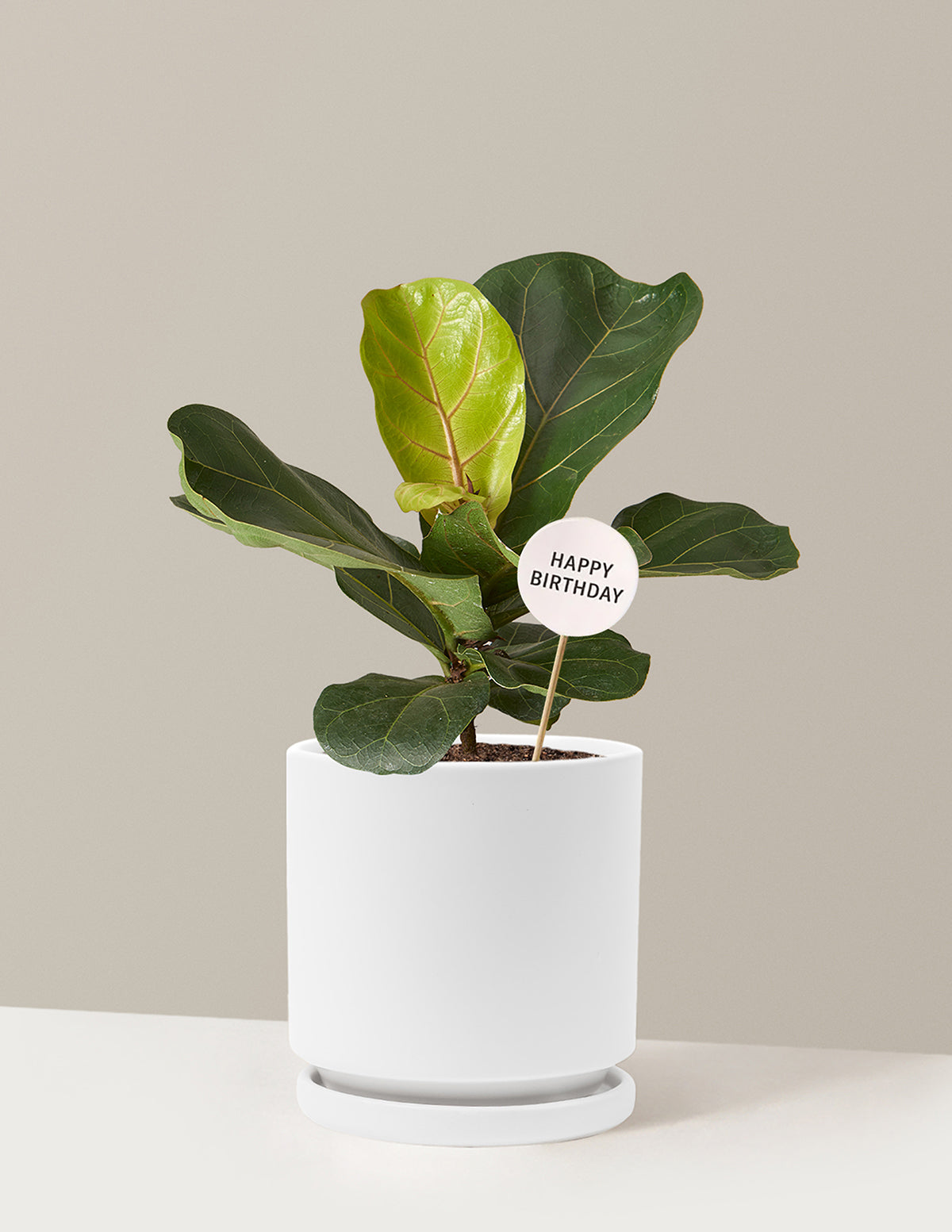 white pot for fiddle leaf fig Fiddle Leaf Fig Bush Birthday Bundle | Trendy Houseplants