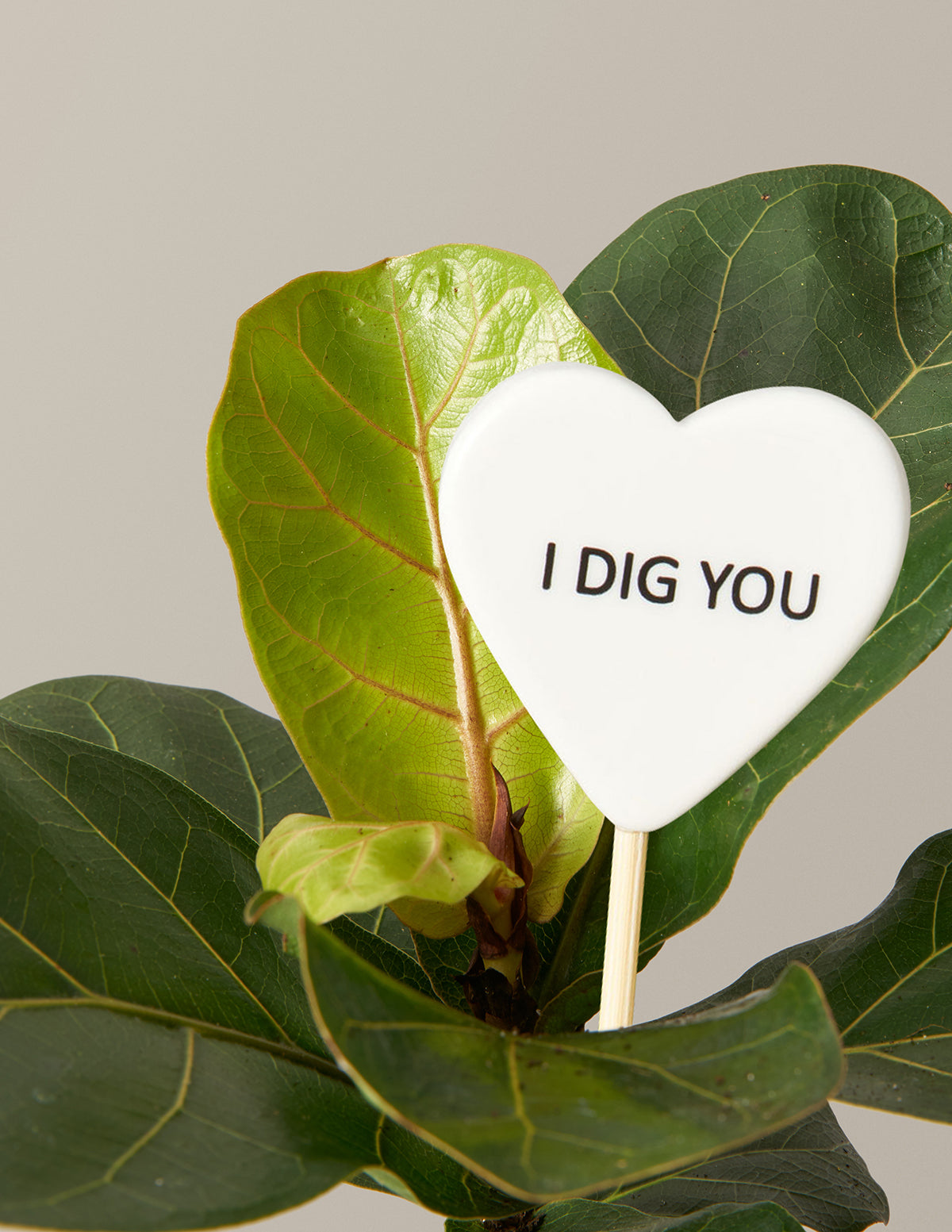 Fiddle Leaf Fig Bush Bundle | Trendy Houseplants | The Sill