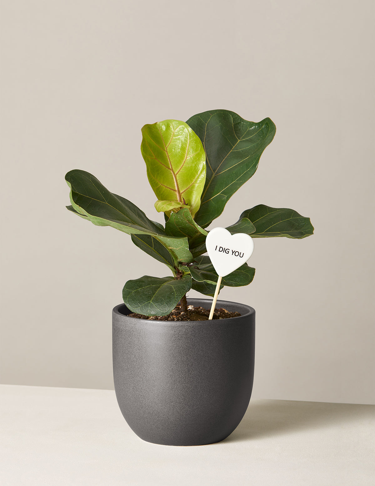 I Dig You Fiddle Leaf Fig Bush