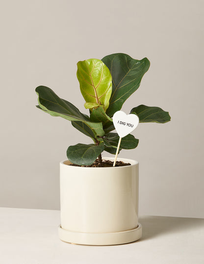 I Dig You Fiddle Leaf Fig Bush