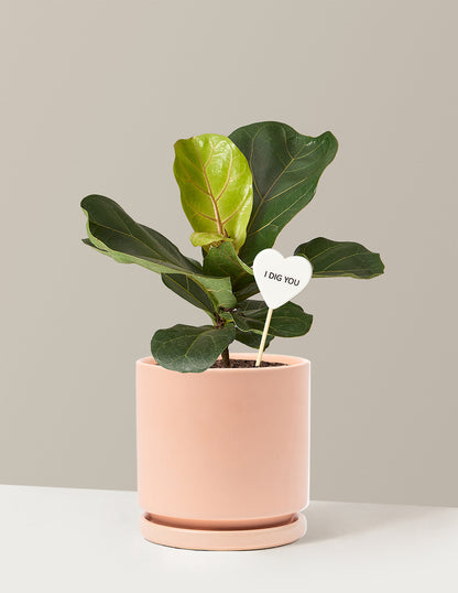 I Dig You Fiddle Leaf Fig Bush