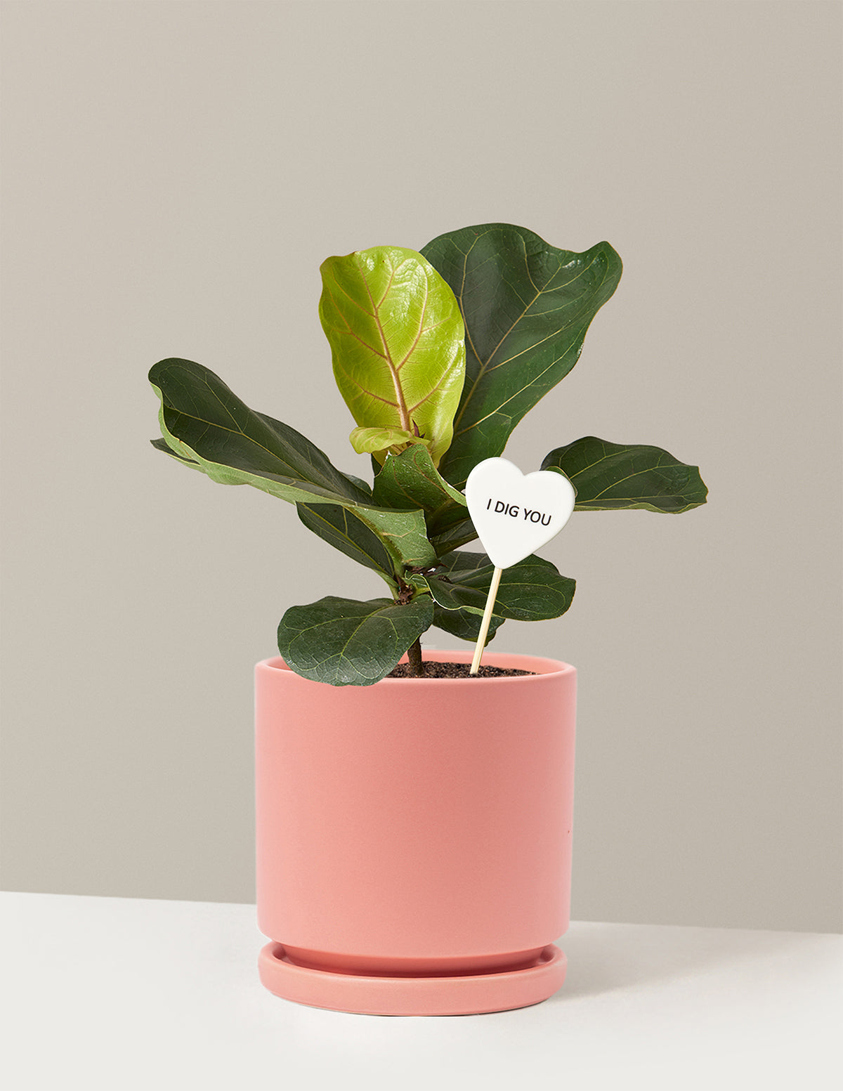 I Dig You Fiddle Leaf Fig Bush
