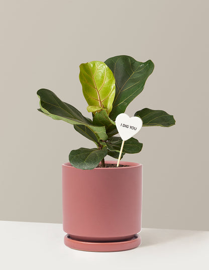 I Dig You Fiddle Leaf Fig Bush