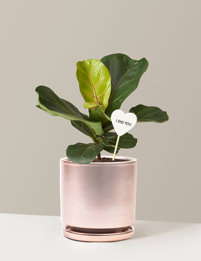 I Dig You Fiddle Leaf Fig Bush