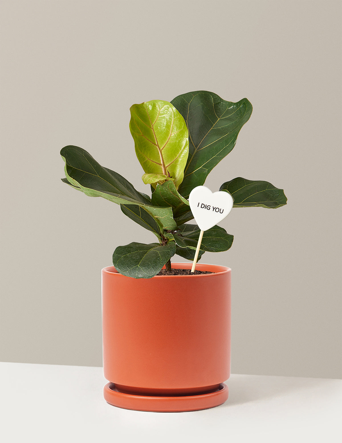 I Dig You Fiddle Leaf Fig Bush