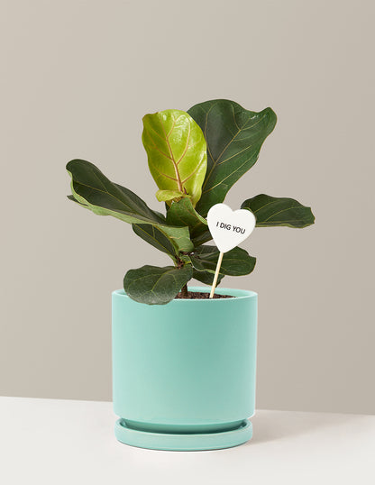 I Dig You Fiddle Leaf Fig Bush