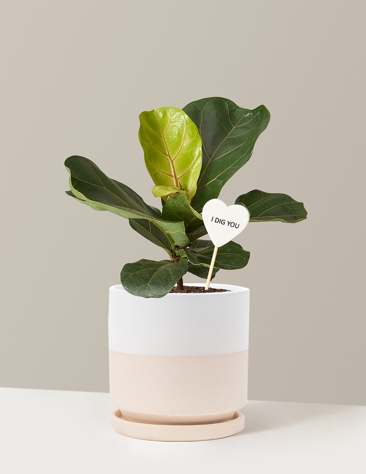 I Dig You Fiddle Leaf Fig Bush
