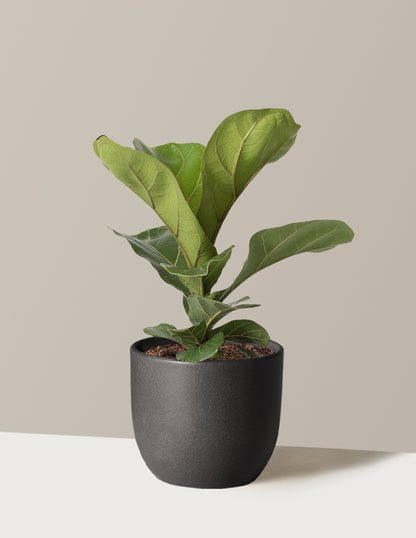 Fiddle Leaf Fig