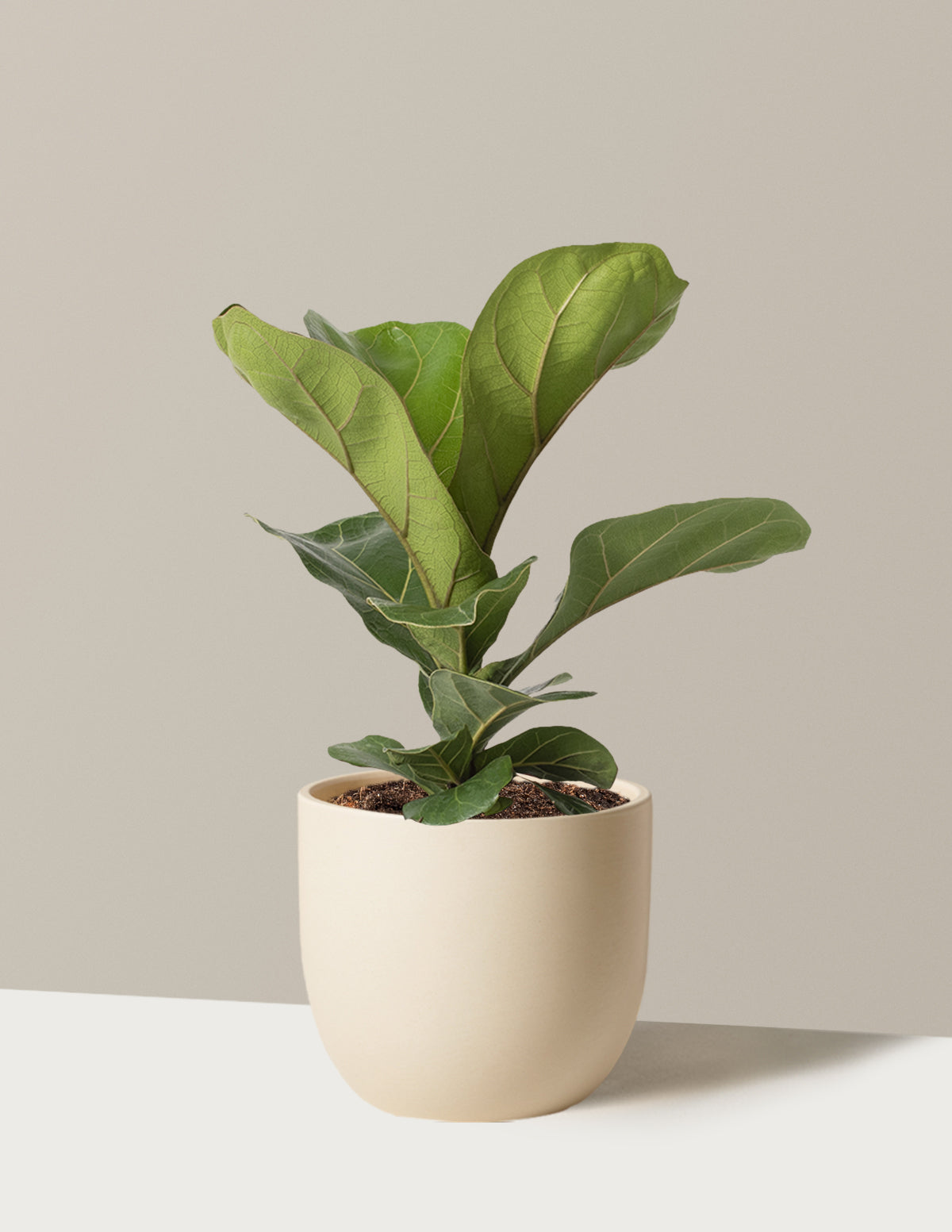 Fiddle Leaf Fig