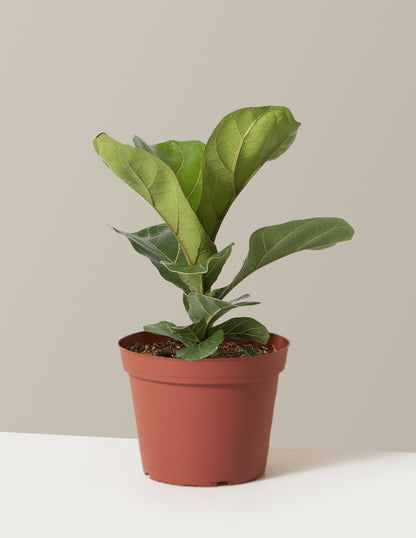 Fiddle Leaf Fig