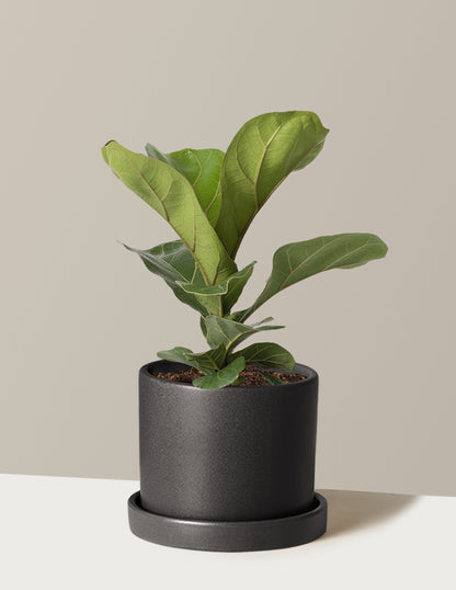 Fiddle Leaf Fig