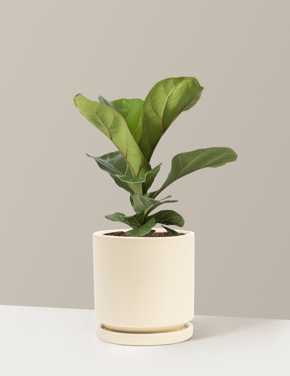 Fiddle Leaf Fig Bush