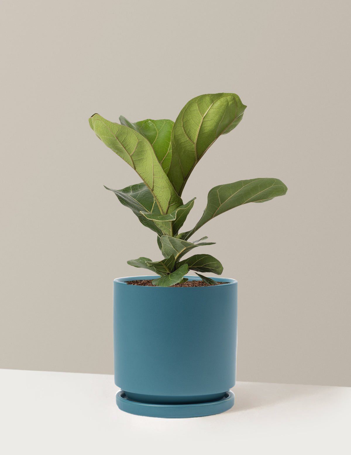 Fiddle Leaf Fig Bush