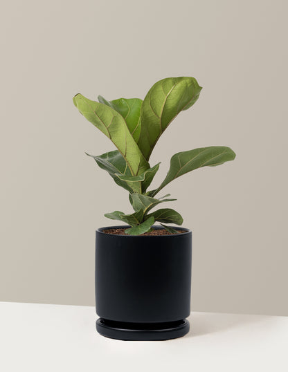 Fiddle Leaf Fig Bush