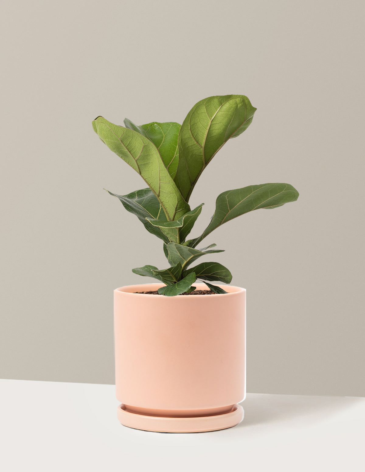 Fiddle Leaf Fig