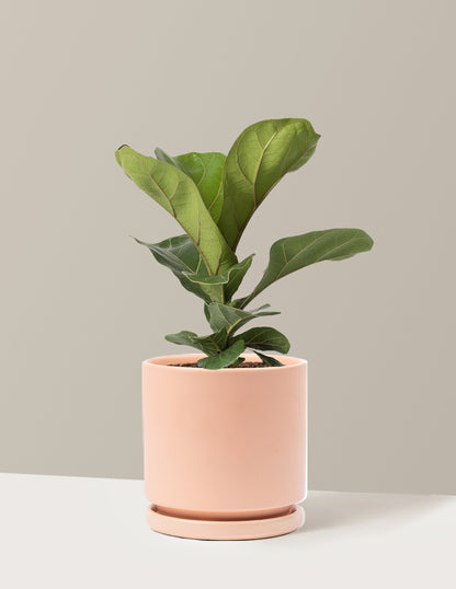 Fiddle Leaf Fig