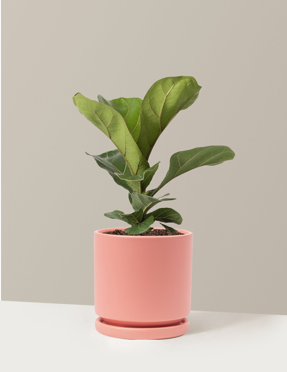 Fiddle Leaf Fig