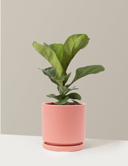 Fiddle Leaf Fig