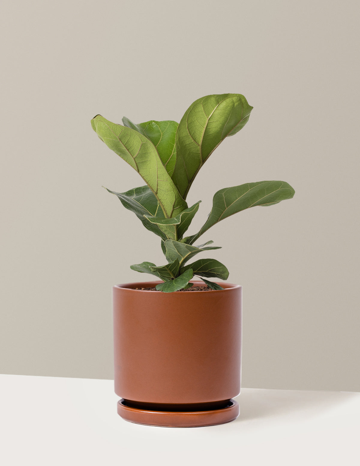 Fiddle Leaf Fig