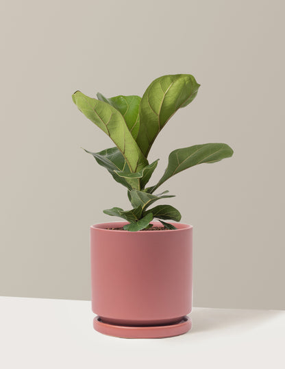 Fiddle Leaf Fig