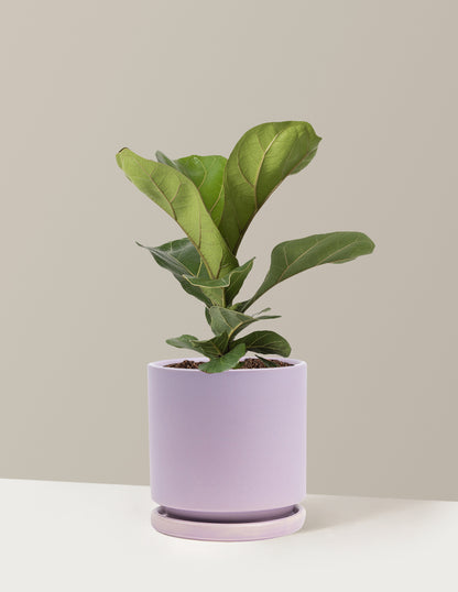 Fiddle Leaf Fig
