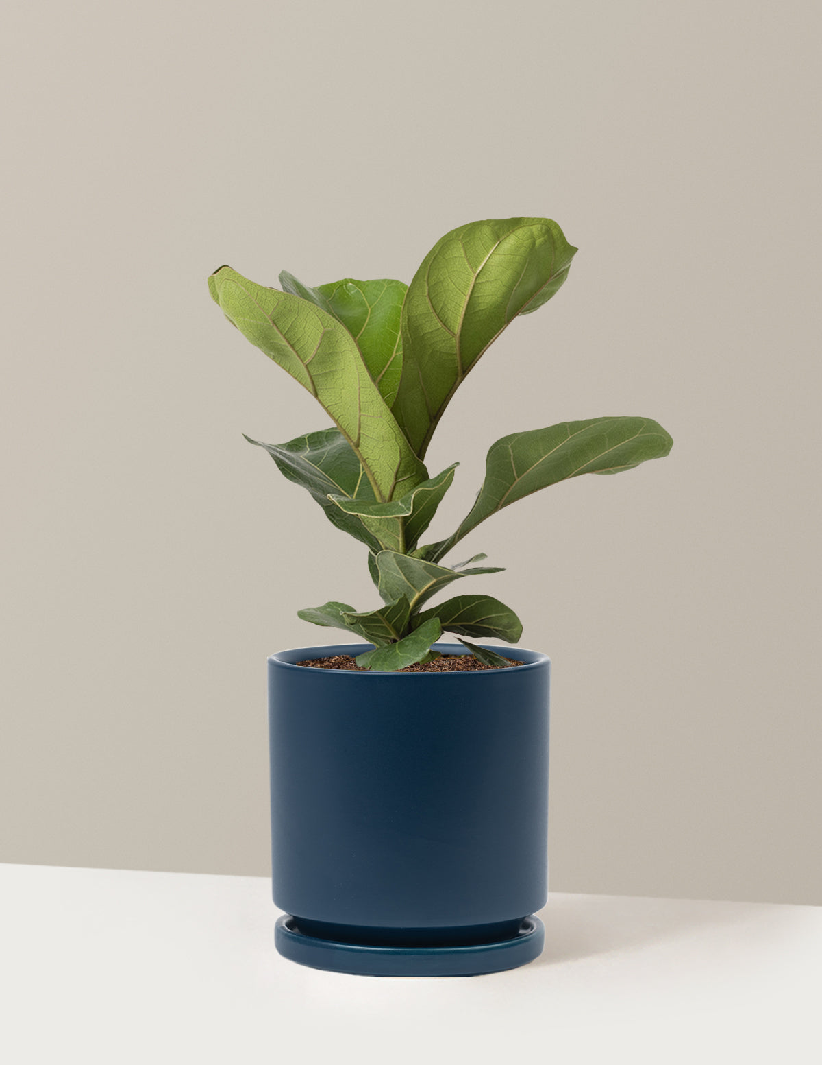 Fiddle Leaf Fig Bush