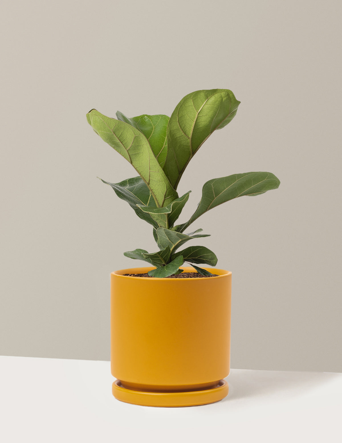 Fiddle Leaf Fig