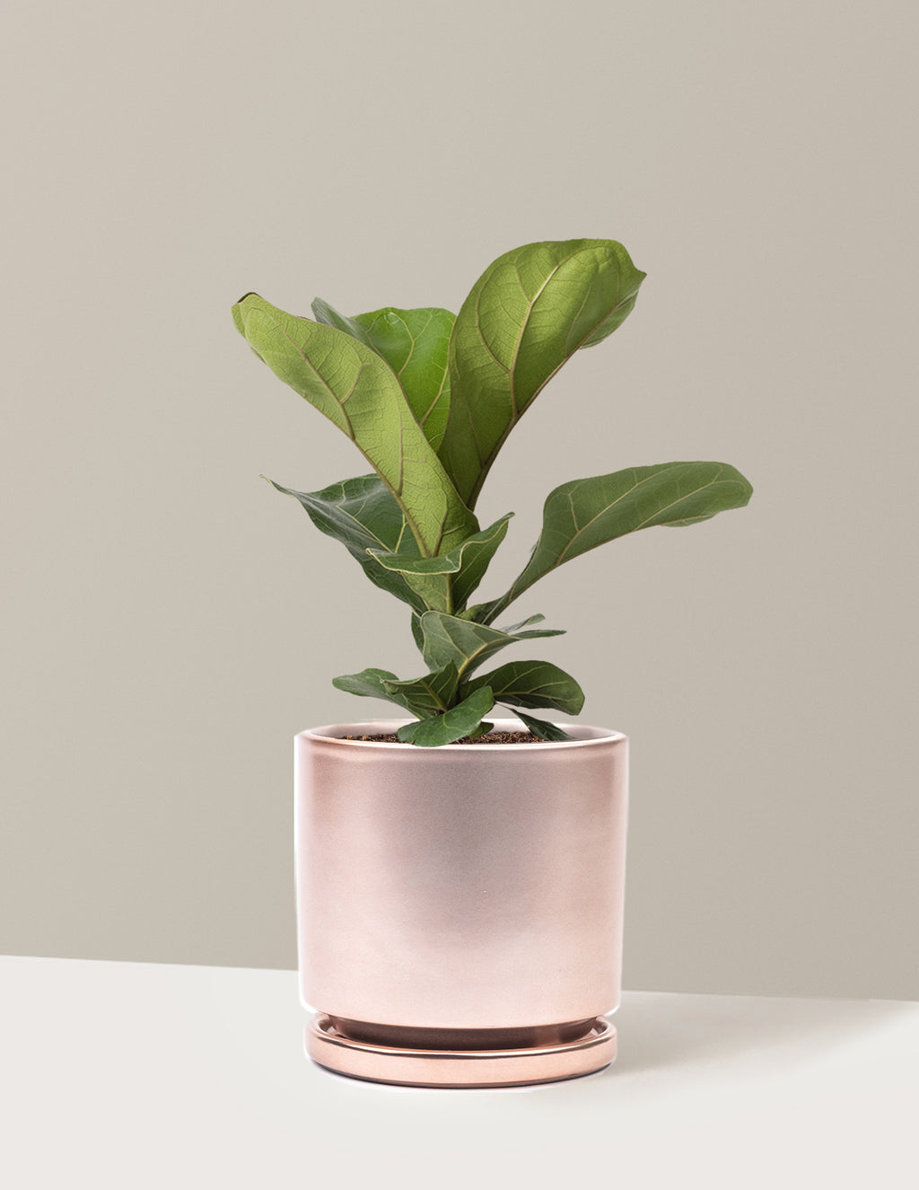 Fiddle Leaf Fig